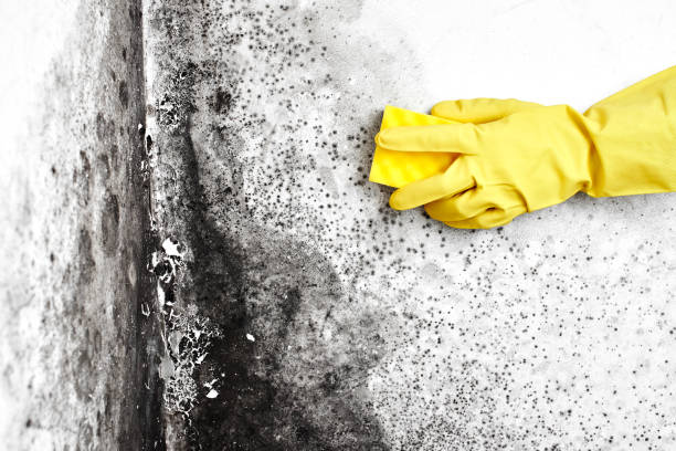 Why You Should Choose Our Mold Remediation Services in Gillette, WY